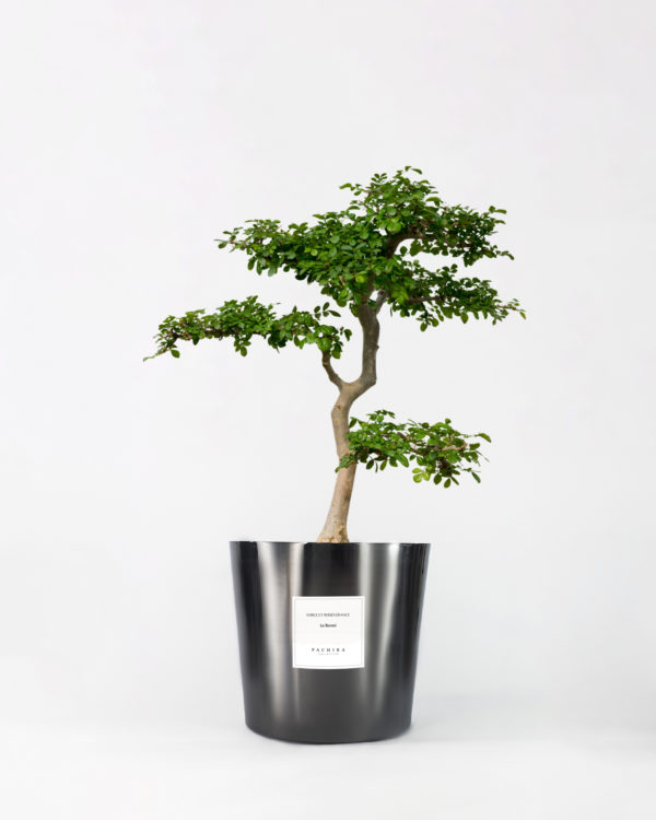 Bonsai
