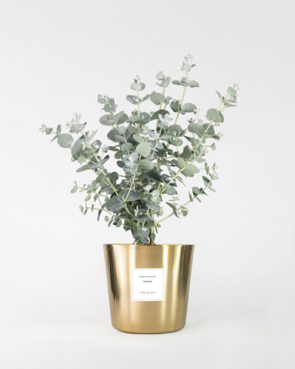 Eucalyptus