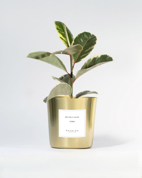 Ficus